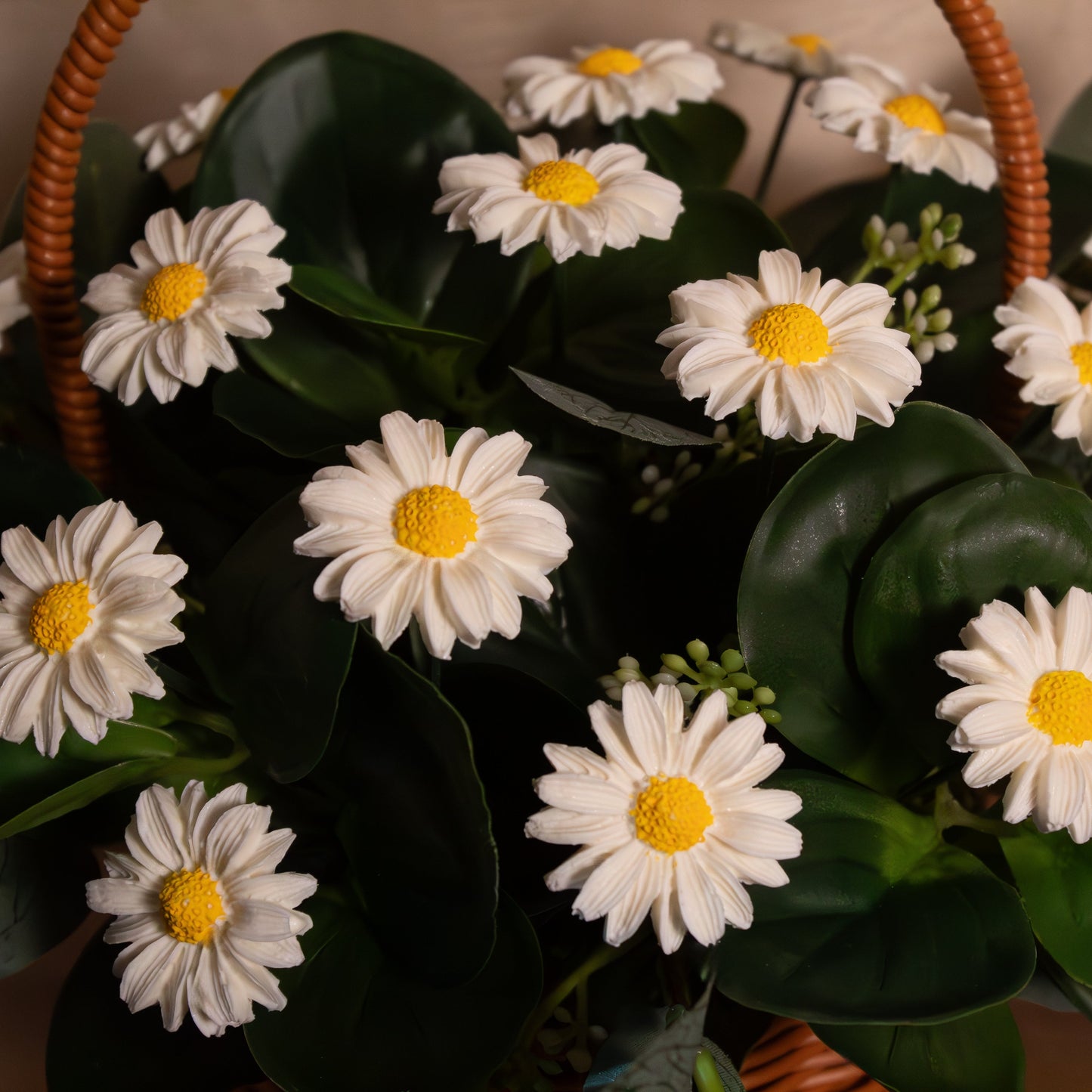 The Cocoa Daisy