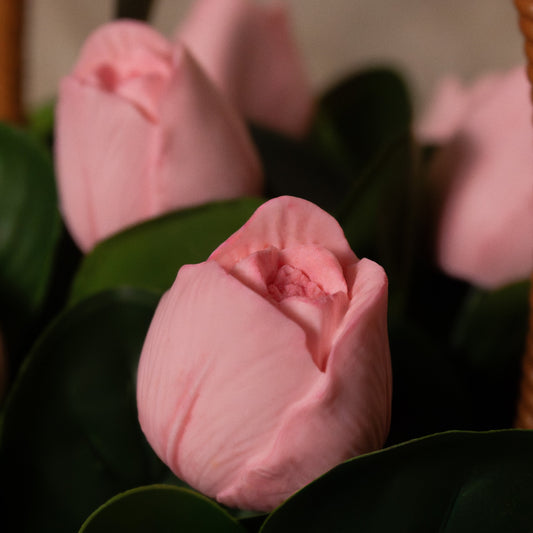 Cocoa Tulip
