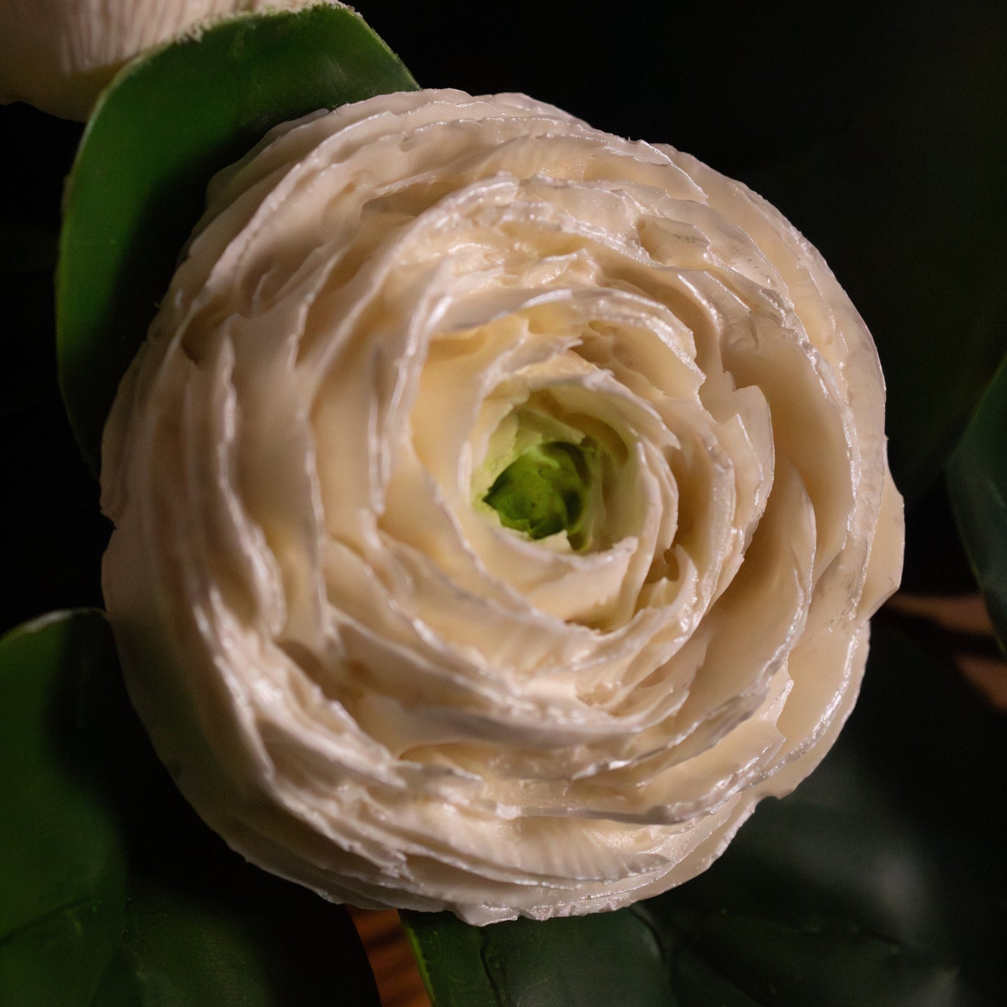 Cocoa Peony