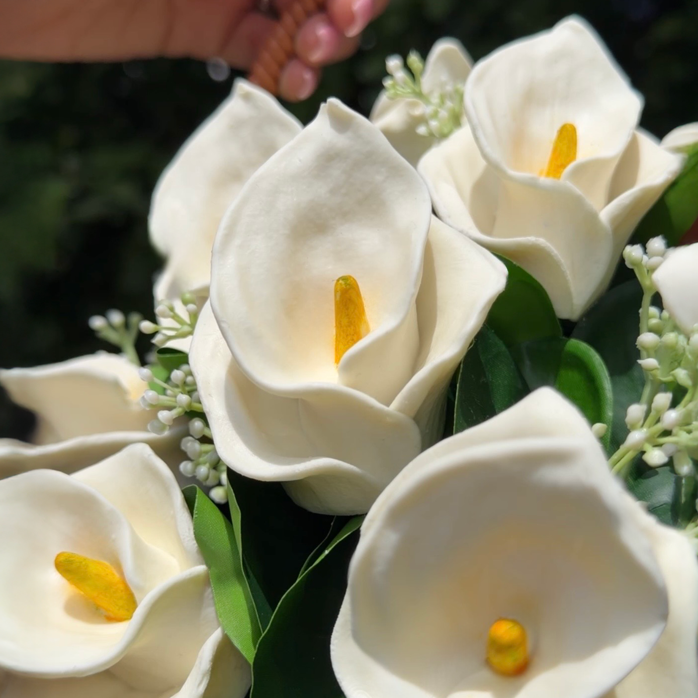 Cocoa Calla Lily